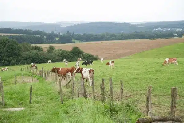 çayır çimende gezinen ve otla beslenen sığırlar