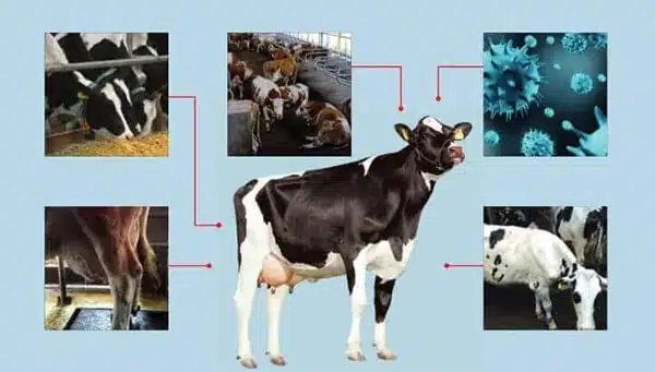 Süt inekleri gürültü ortamlardan refahı etkilenir