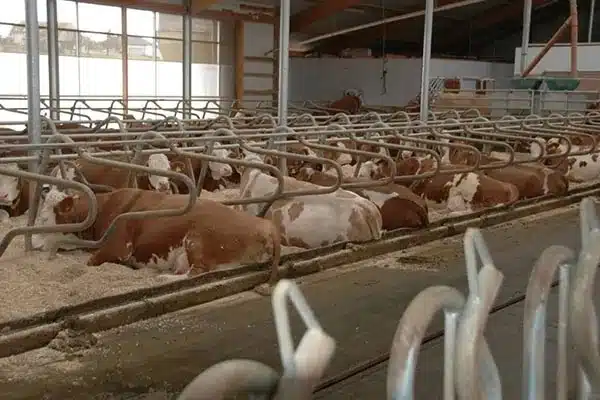 hijyenik bir ağırda sığırlar dinleniyor