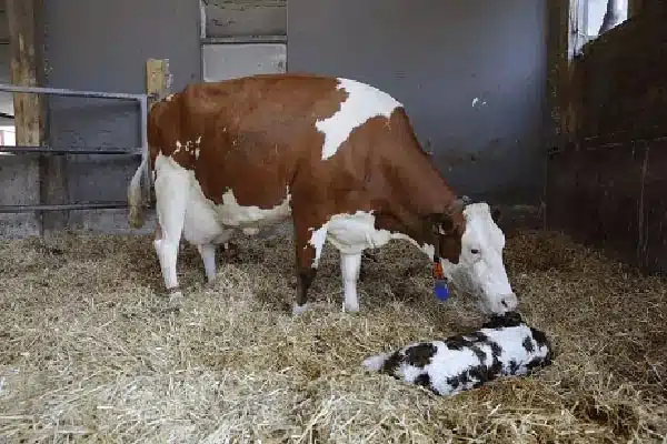 Yeni doğum yapmış bir inek