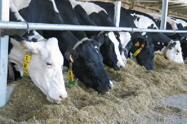 ahırda ot ile beslenen süt inekler
