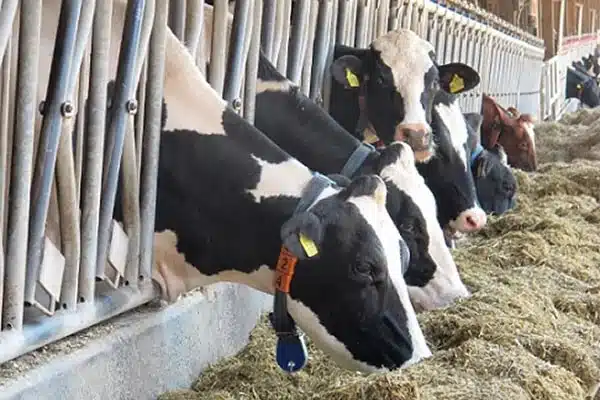ahırda ot ile beslenen süt inekleri