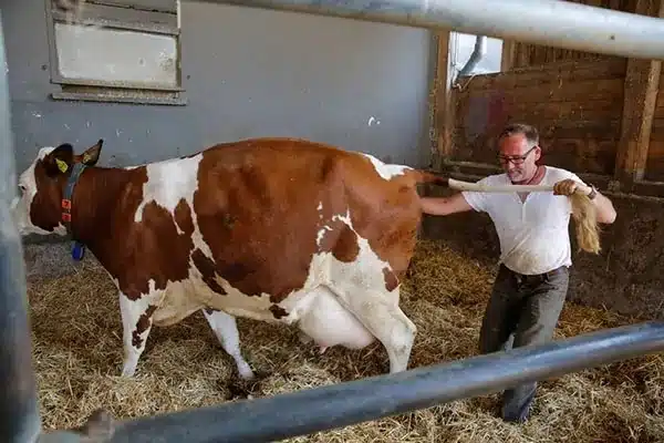 Bir çiftlikte inek doğum yapıyor