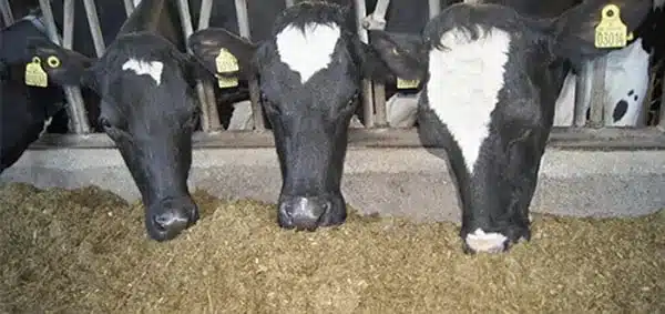 Süt inekleri yığının en üstünden rasyon yiyor