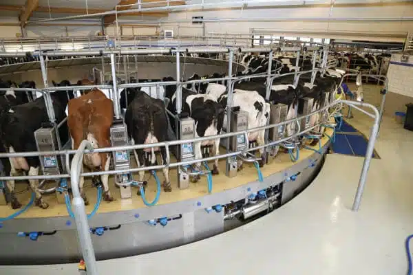 süt sağım makinelerine bağlı süt inekleri