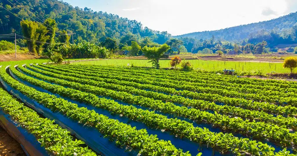 organik tarım çiftliği